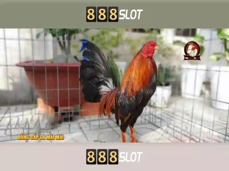 Ưu đãi tải app 888slot